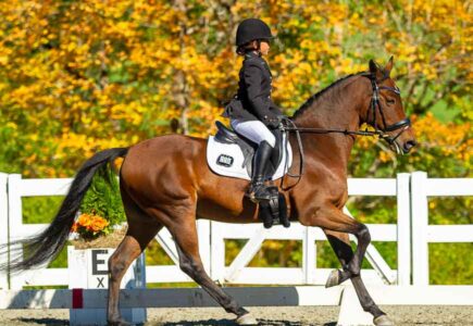PIC-Fall-Dressage-Youth